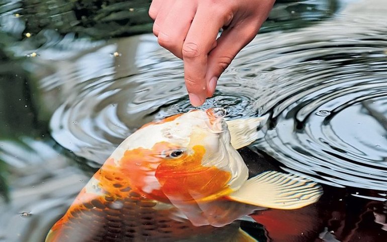 Годувати рибу у сні: до чого сниться сон з рибками за різними сонникам