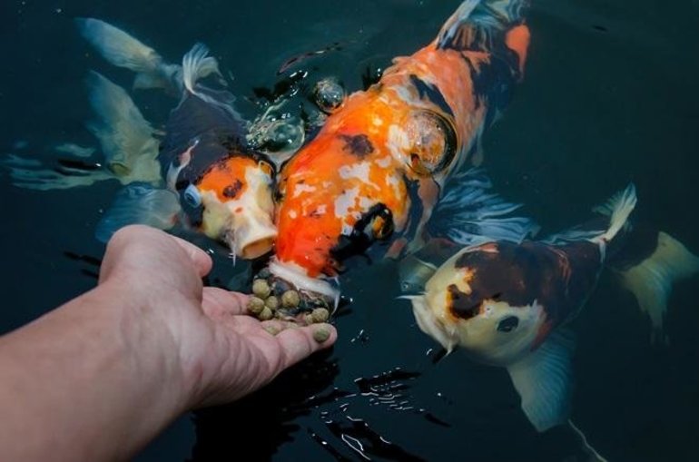 Годувати рибу у сні: до чого сниться сон з рибками за різними сонникам