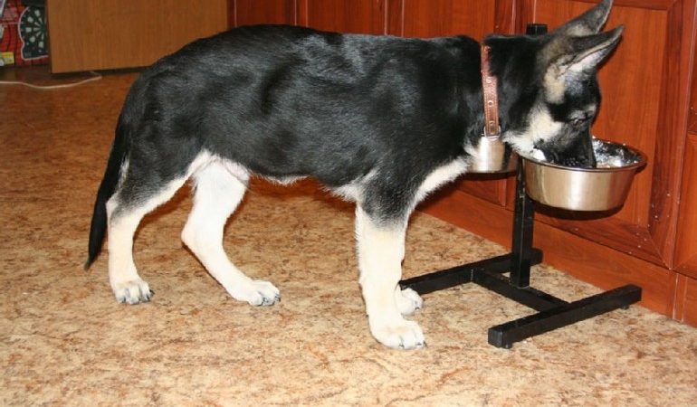 Годувати собаку у сні:частування цуценя м’ясом або хлібом,тлумачення по соннику для жінок і чоловіків