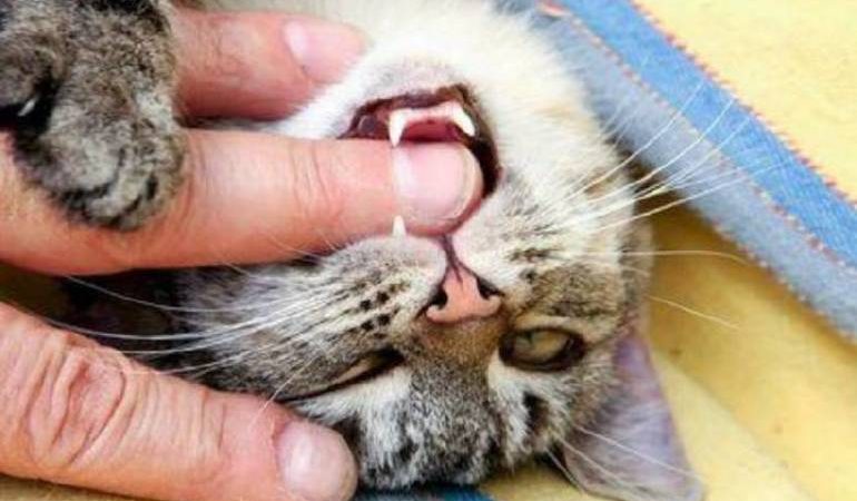 Кішка кусає, дряпається або нападає уві сні: тлумачення різних сонників і важливі для розуміння деталі