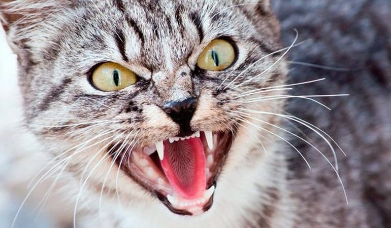 Кішка нападає: тлумачення напад котів по сонникам