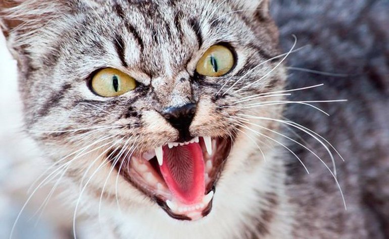 Кішка нападає: тлумачення напад котів по сонникам