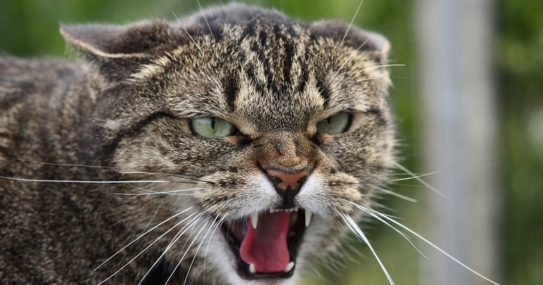 Кішка нападає: тлумачення напад котів по сонникам