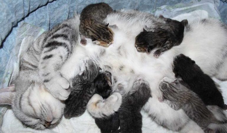 Кішка народила кошенят: до чого сниться приймати пологи або прогнати тварину за сонником, місце і час дії