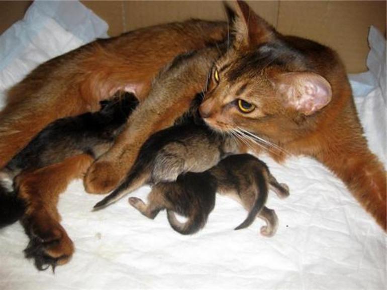 Кішка народила кошенят: до чого сниться приймати пологи або прогнати тварину за сонником, місце і час дії
