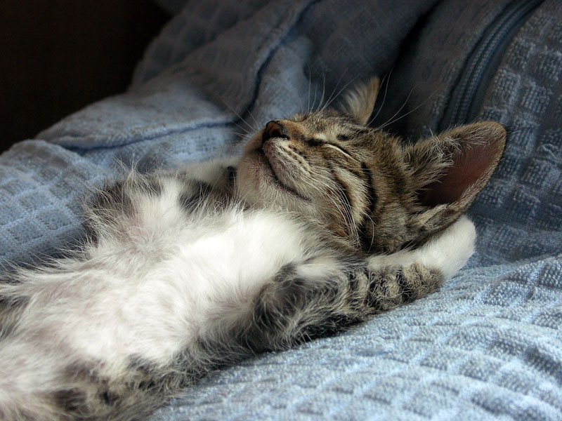 Кіт у сні: до чого сниться кіт у різних трактованиях