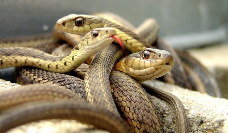 Клубок змій: тлумачення за сонником, до чого сниться подібне бачення жінці