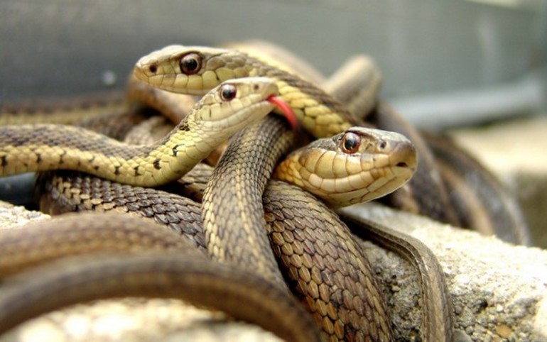 Клубок змій: тлумачення за сонником, до чого сниться подібне бачення жінці