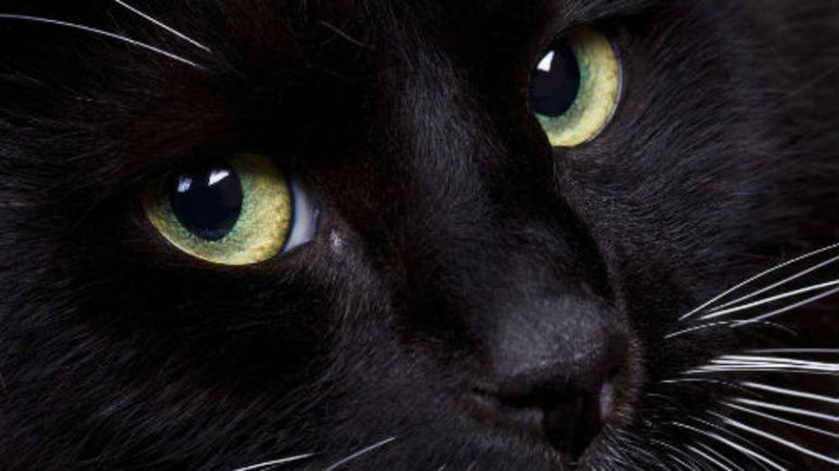Коли сниться чорна кішка: значення по соннику для чоловіків і жінок, різних знаків зодіаку