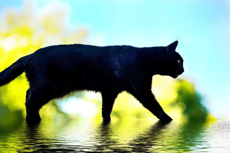 Коли сниться чорна кішка: значення по соннику для чоловіків і жінок, різних знаків зодіаку