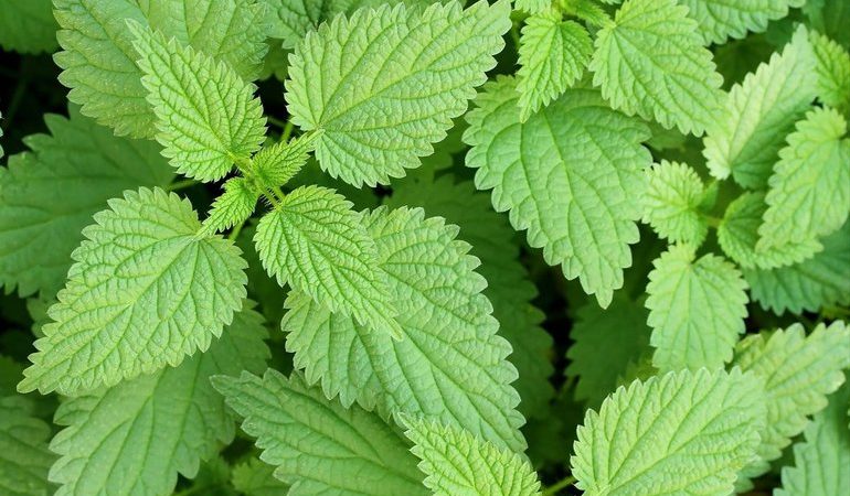 Кропива уві сні: думка сонників про приснившемся рослині