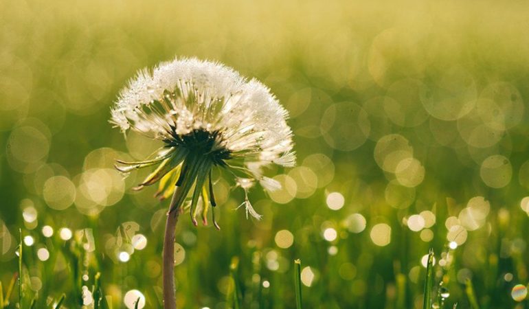 Літо сонники: сон, де приснився червень, липень або серпень