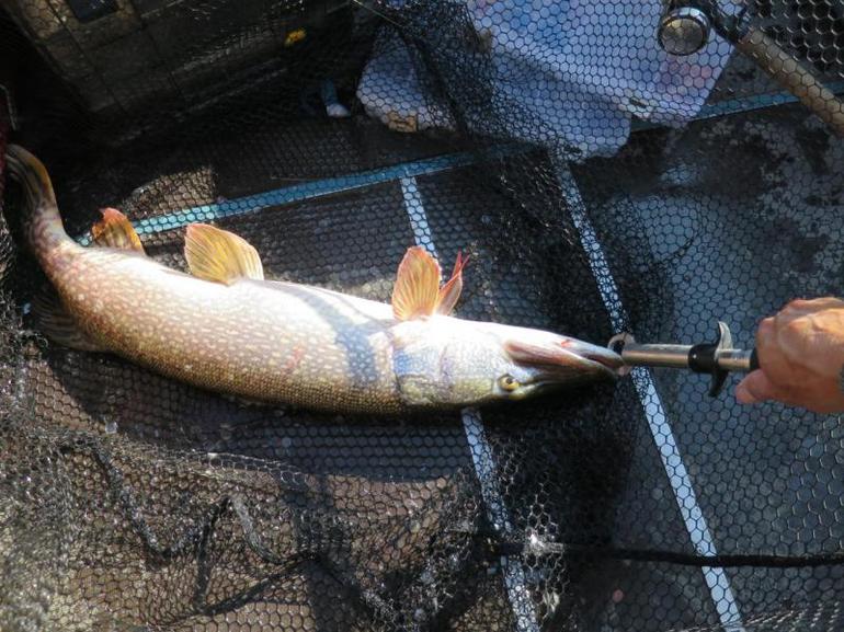 Ловити рибу у сні: значення по соннику для чоловіків і жінок