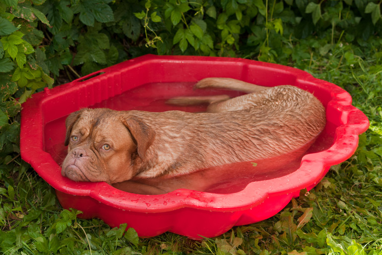 Мити собаку у сні: купати вихованця уві сні, трактування найпопулярніших сонників