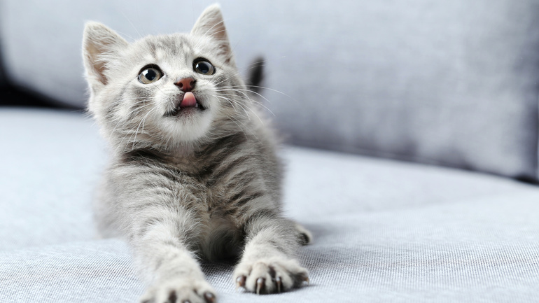 Мовець кіт або кішка сонники: розшифровка значень снів, в яких сниться, що вихованець розмовляє