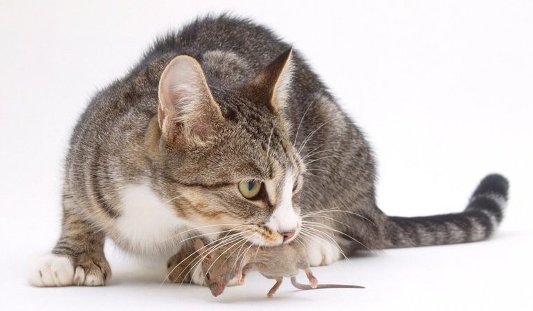 Особливості розшифровки по сонникам: кішка зловила миша, миша з’їла кота