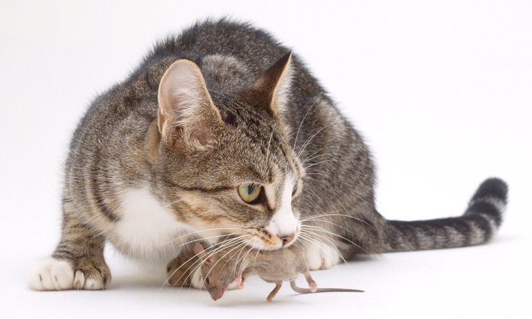 Особливості розшифровки по сонникам: кішка зловила миша, миша з’їла кота