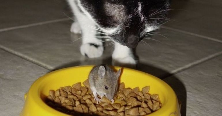 Особливості розшифровки по сонникам: кішка зловила миша, миша з’їла кота