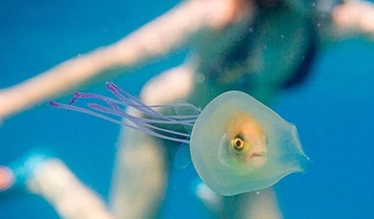 Плавати з рибами у сні: значення мрій за різними сонникам, трактування для чоловіків і жінок