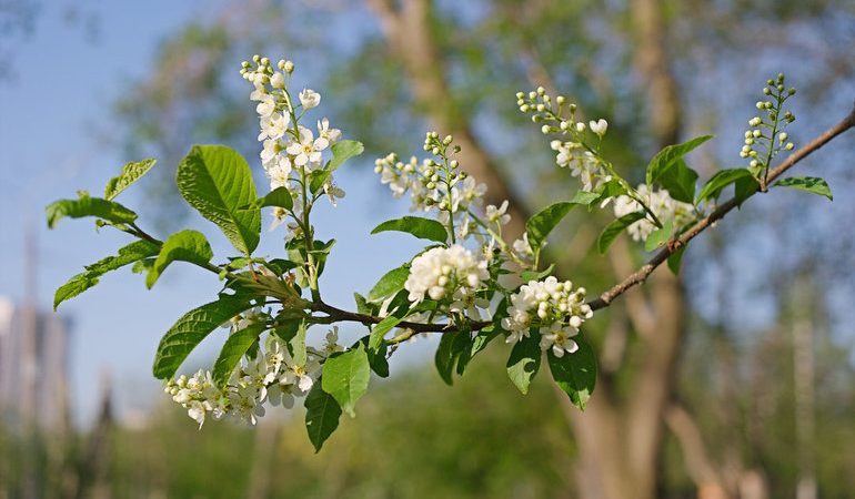 Пояснення, до чого сниться черемшина: тлумачення сну в залежності від вигляду квітучого дерева, стиглі ягоди