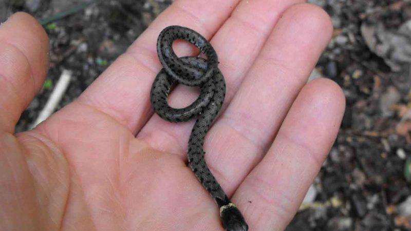 Приснилася маленька змія: особливості трактування