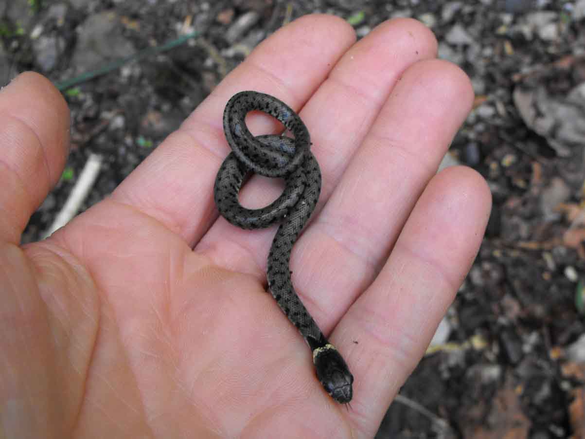 Приснилася маленька змія: особливості трактування