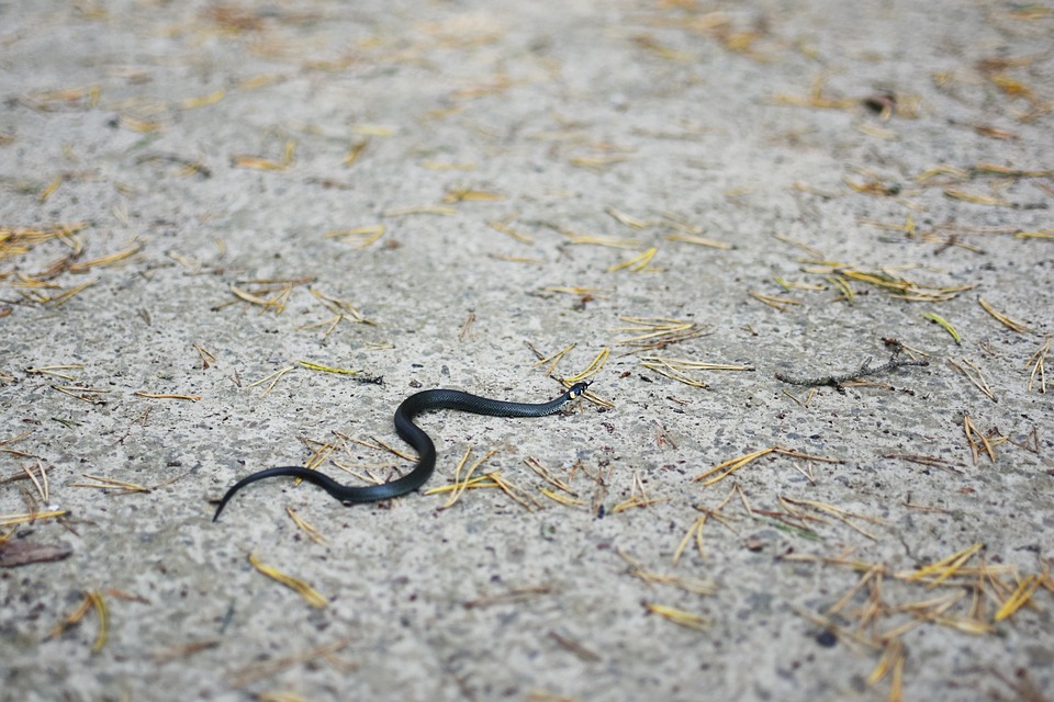 Приснилася маленька змія: особливості трактування