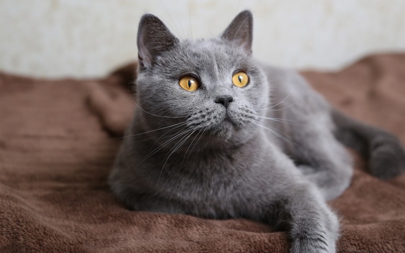 Приснився сірий кот: що це значить, яка трактування по соннику