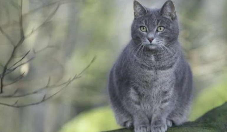 Сіра кішка у сні: тлумачення по сонникам, що означає таке бачення для заміжньої жінки