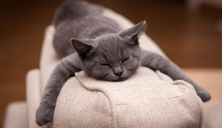 Сіра кішка у сні: тлумачення по сонникам, що означає таке бачення для заміжньої жінки