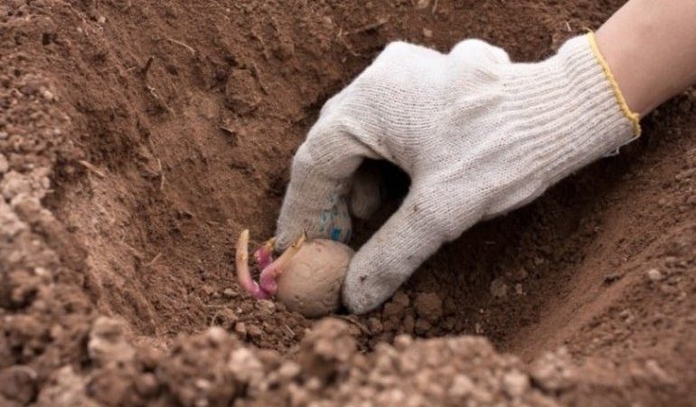 Садити картоплю у землю в сні: тлумачення по сонникам, до чого може приснитися подібне сновидіння