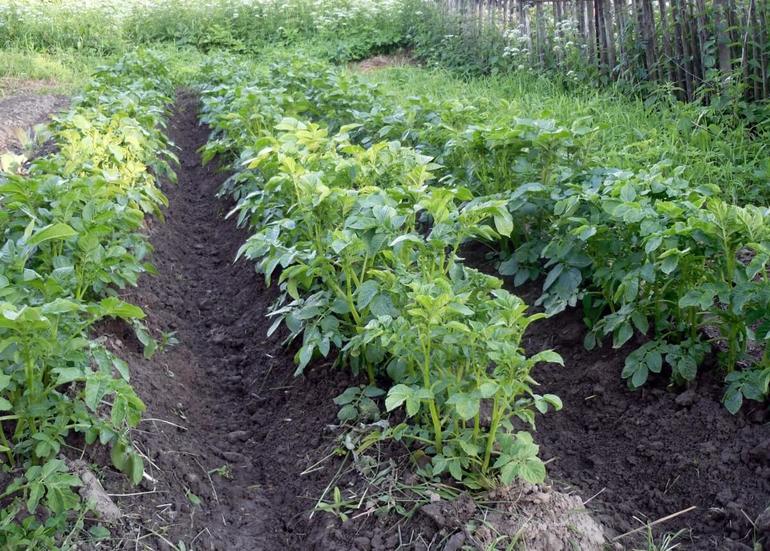 Садити картоплю у землю в сні: тлумачення по сонникам, до чого може приснитися подібне сновидіння
