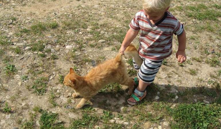 Що означає бити кішку у сні: проступок вихованця, значення в соннику, окрас кошенят