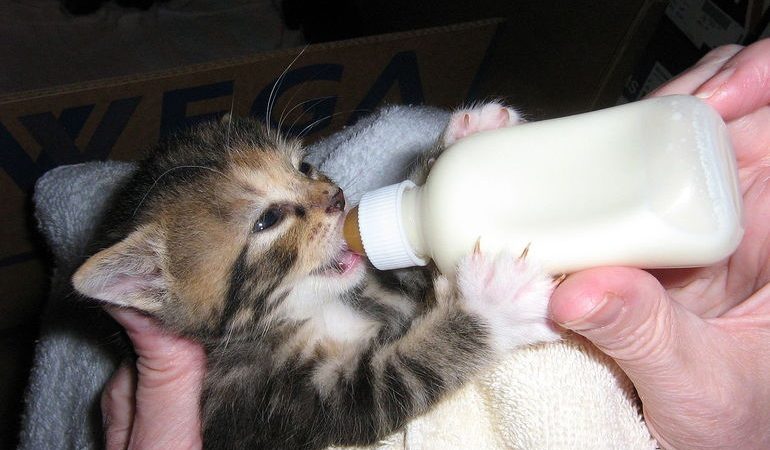 Що означає годувати кошенят у сні: про що розповість колір малюків, що означає пригощати маленького кота молоком