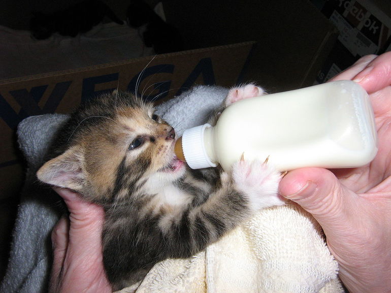 Що означає годувати кошенят у сні: про що розповість колір малюків, що означає пригощати маленького кота молоком