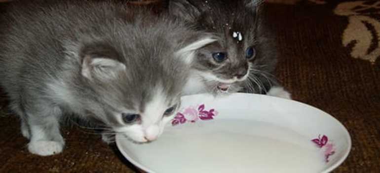 Що означає годувати кошенят у сні: про що розповість колір малюків, що означає пригощати маленького кота молоком