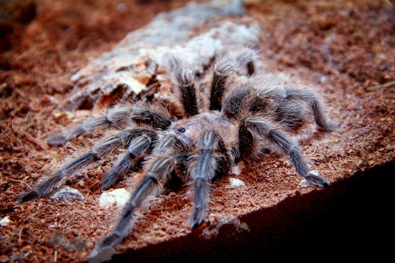 Що означає вбити павука у сні: до чого сниться величезне чорне павукоподібну, що означає вбивати павучка рукою