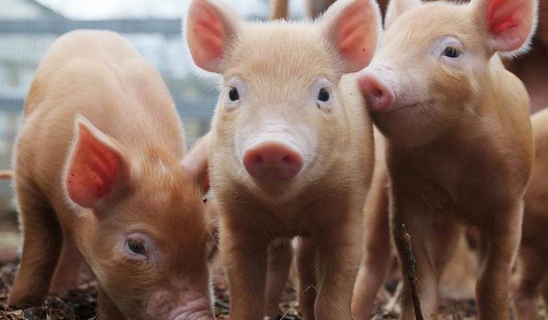 Сниться порося: що віщують сон з брудною живністю, тлумачення по сонникам для жінок і чоловіків