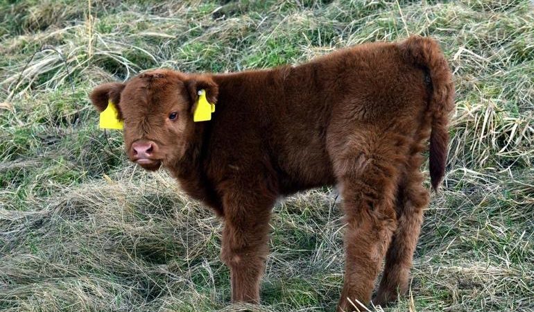 Сниться теля: як трактується чорне і біле теля, новонароджені і мертві тварини