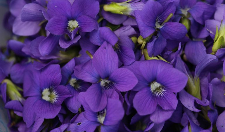 Сновидіння, де сняться фіалки: трактування сну в популярних сонники