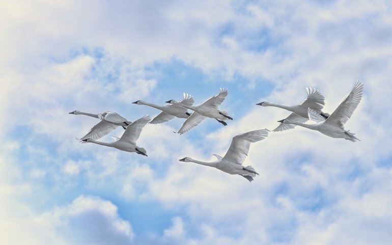 Сновидіння, де сняться лебеді білі зграї птахів на воді і в небі, тлумачення згідно соннникам