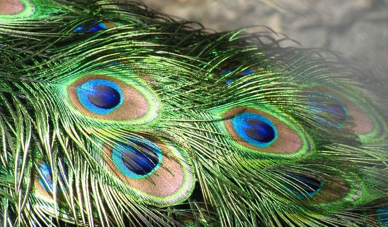 Сняться пір’я: тлумачення сну по популярним сонникам, сценарієм, числам місяці і дні тижня