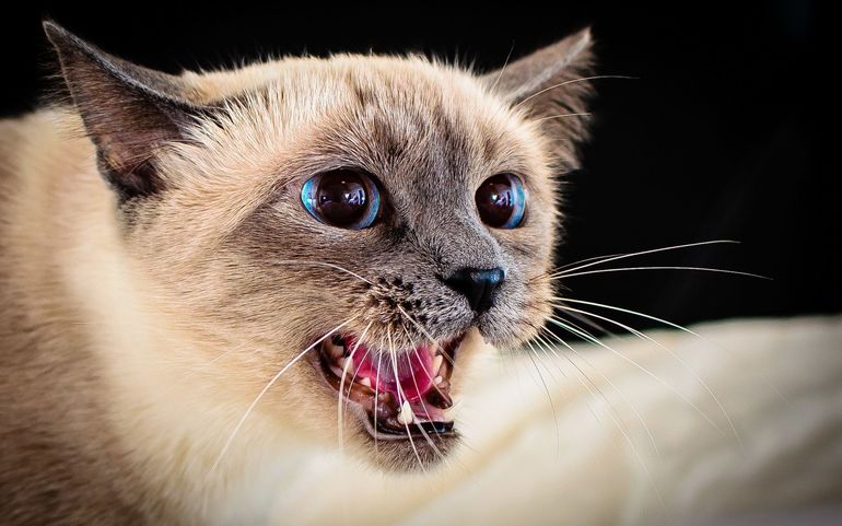 Сняться злі кішки: тлумачення снів з агресивними котами за сучасними езотеричним довідників