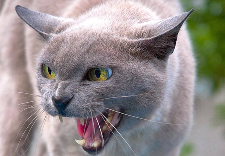 Сняться злі кішки: тлумачення снів з агресивними котами за сучасними езотеричним довідників