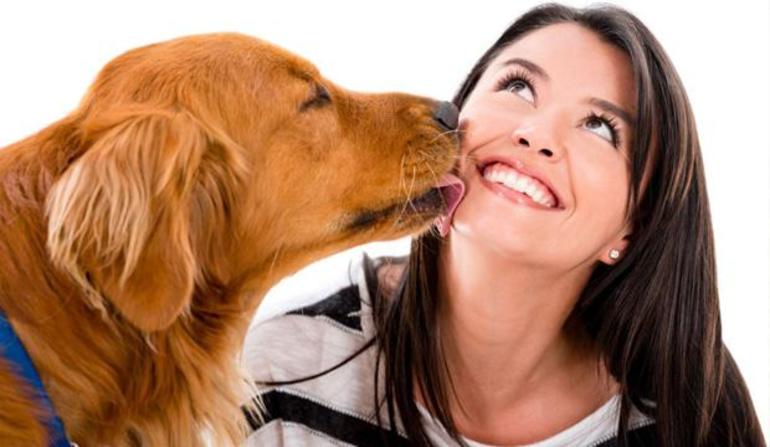Собака лиже особа: значення по соннику сну, в якому собака облизує ніс, щоки і руки