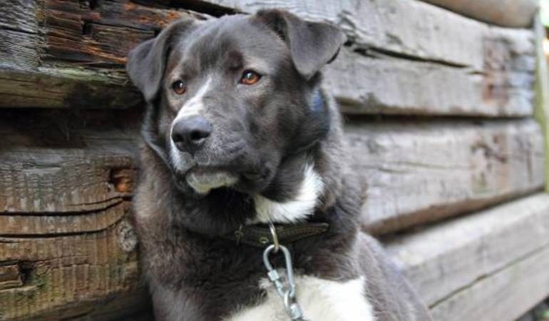 Собака на ланцюгу: тлумачення по сонникам сновидіння, де сниться пес на прив’язі