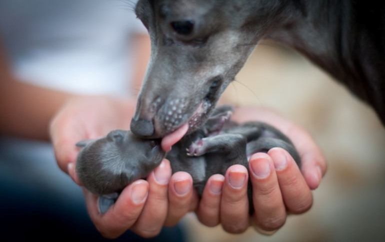 Собака народила цуценят по соннику: трактування пологів і народження для жінок і чоловіків