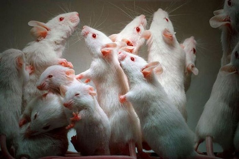 Сон, де сниться багато мишей: маленький, чорний, білий або сірий гризун, побачений жінці
