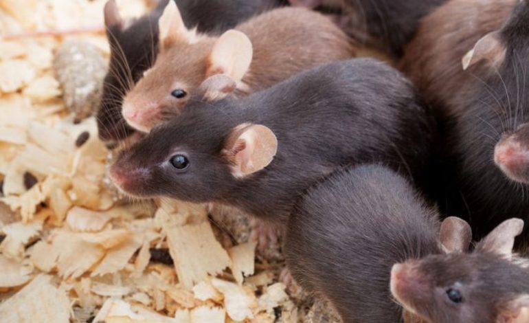 Сон, де сниться багато мишей: маленький, чорний, білий або сірий гризун, побачений жінці