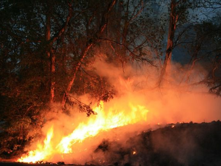 Сон, де сниться пожежа в лісі: пояснення сонника, якщо довелося бачити дерева, охоплені полум’ям